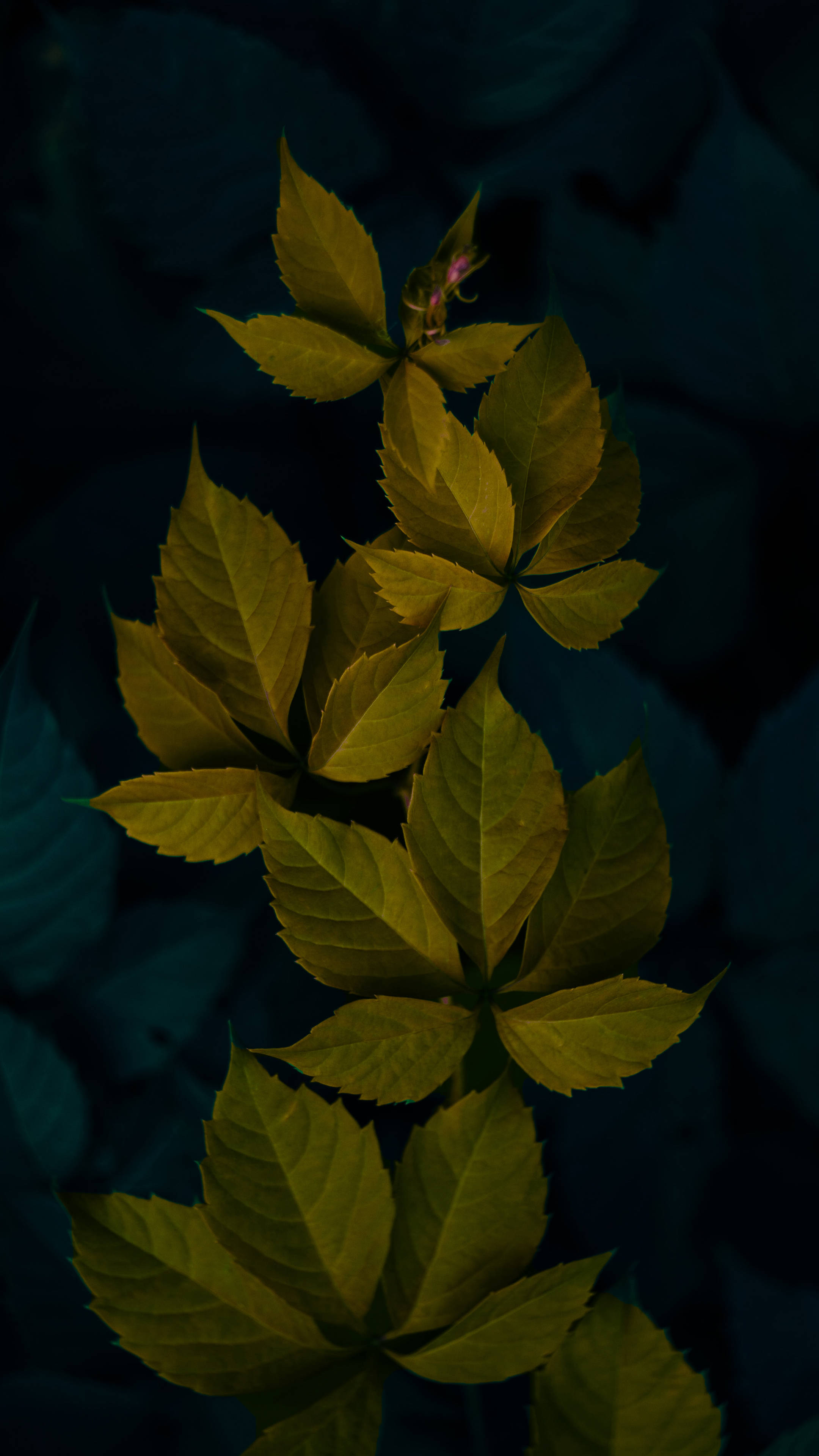dark green, minimalist, glowing golden leaves, 4K Phone Wallpaper