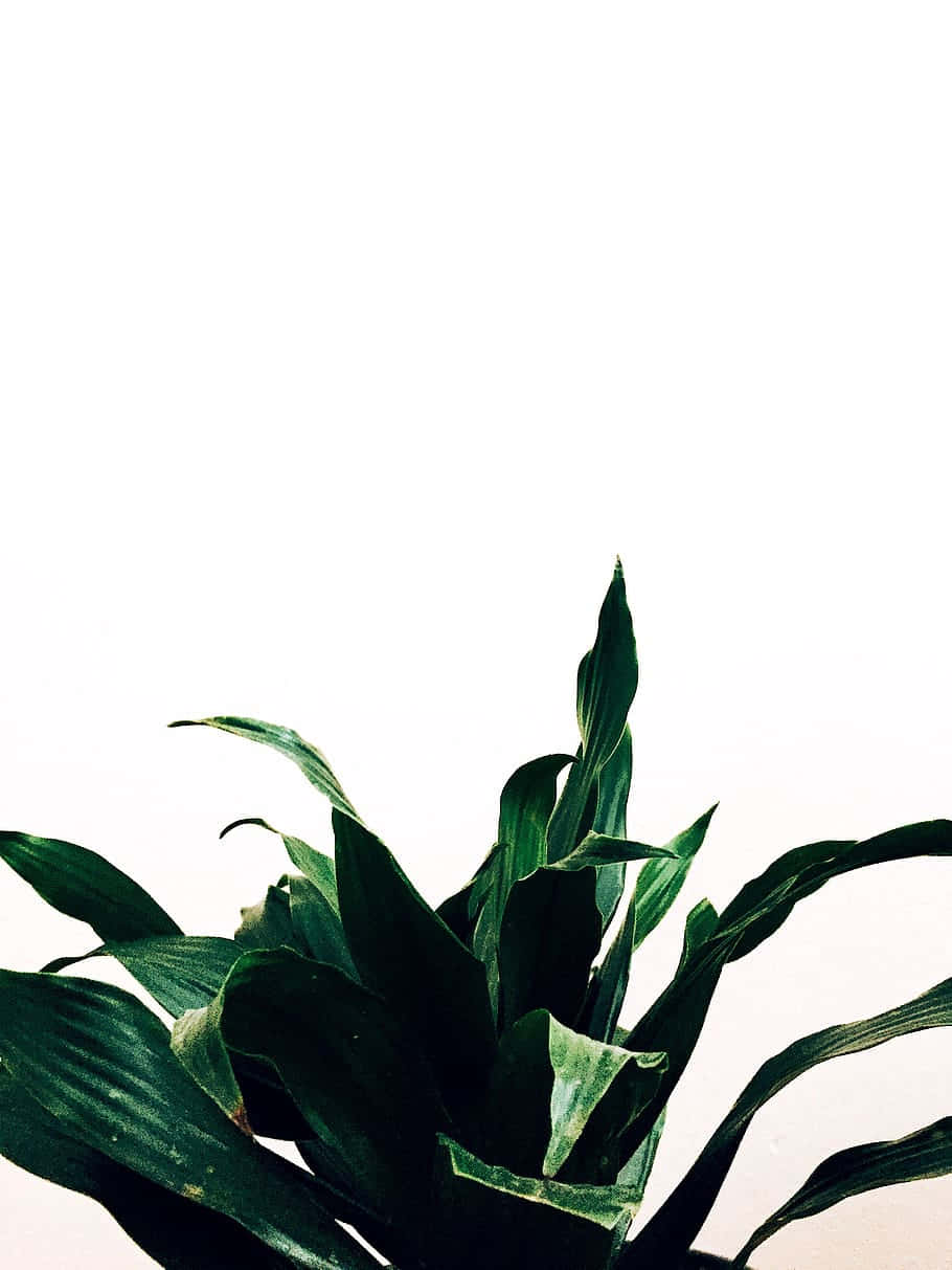 minimalist green plant, long pointed leaves, stark white background, SD Phone Wallpaper