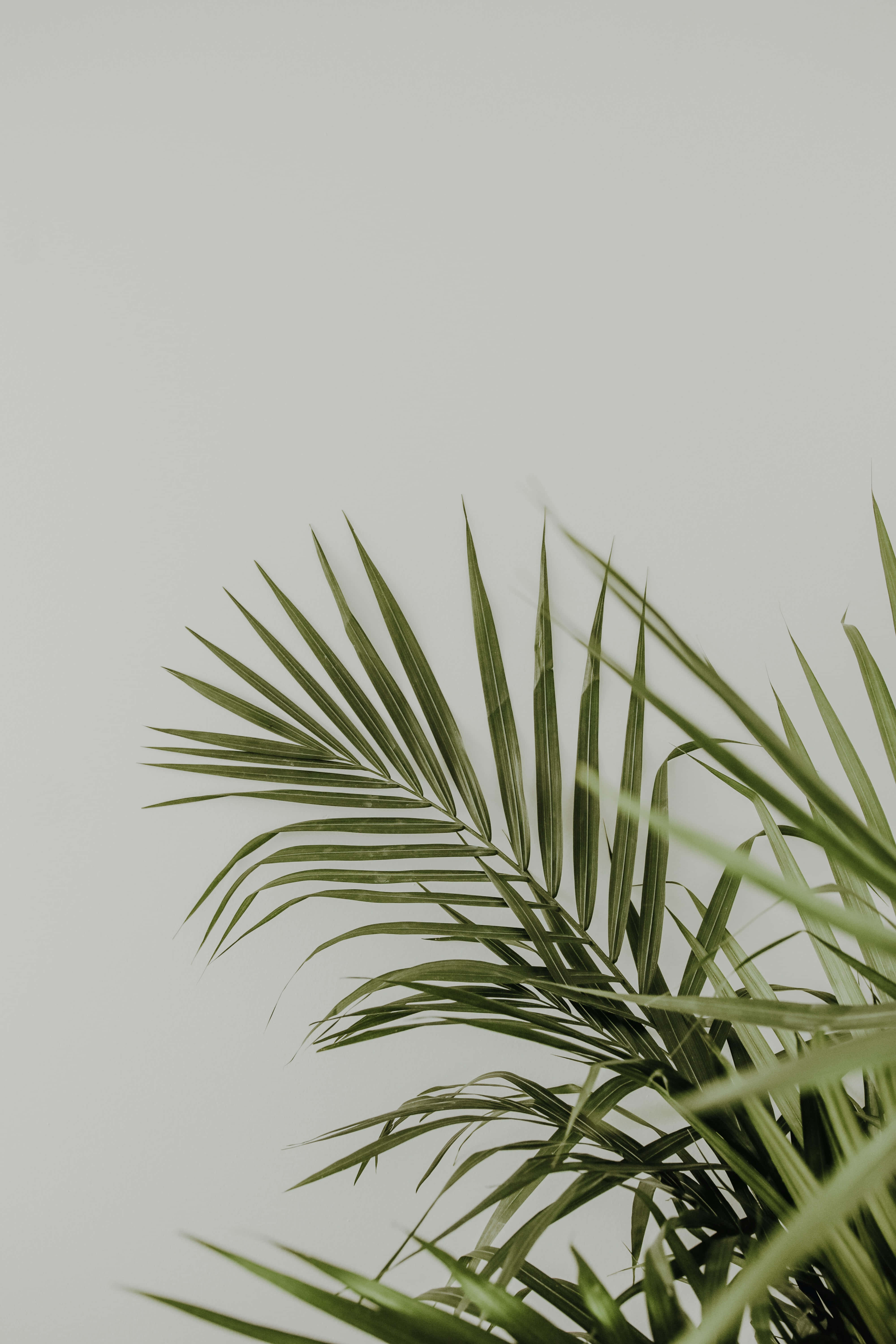 minimalist green palm leaves, sleek green palm fronds, soft gray background, 5K Phone Wallpaper