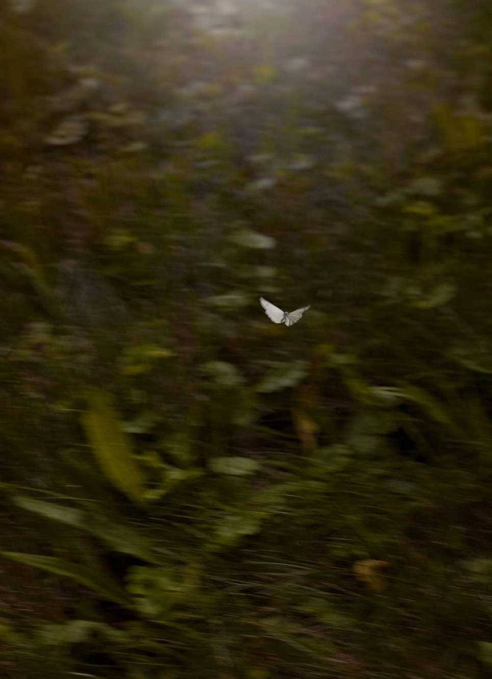 Aesthetic Grunge iPhone, white butterfly, green forest floor, HD Phone Wallpaper