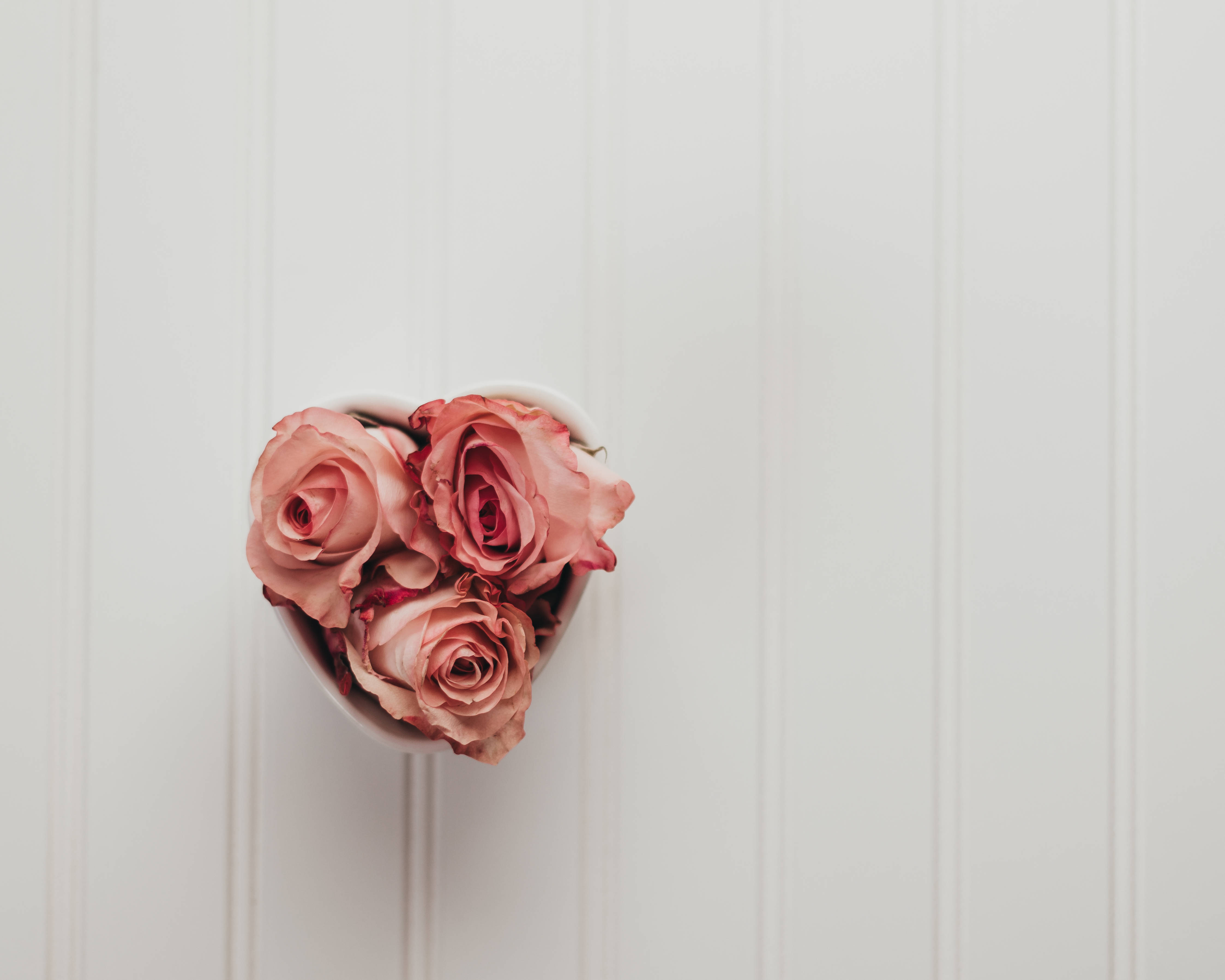 pink roses, white heart-shaped vase, clean white paneled wall, 4K Desktop Wallpaper