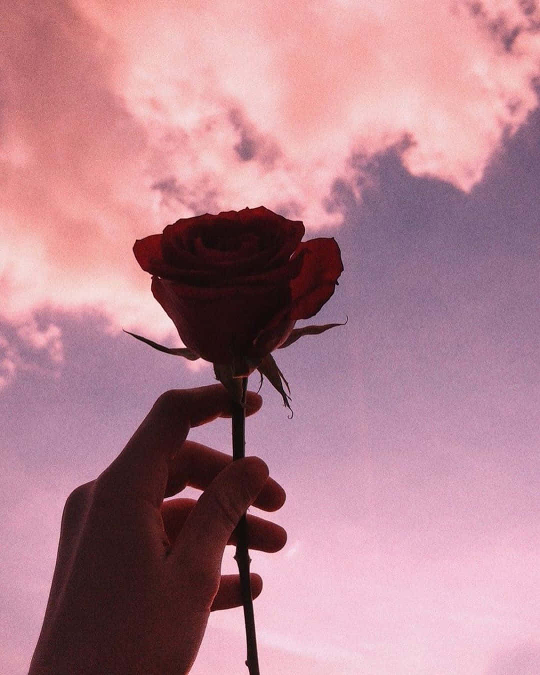 rose sky, red rose, pink and purple twilight sky, HD Phone Wallpaper