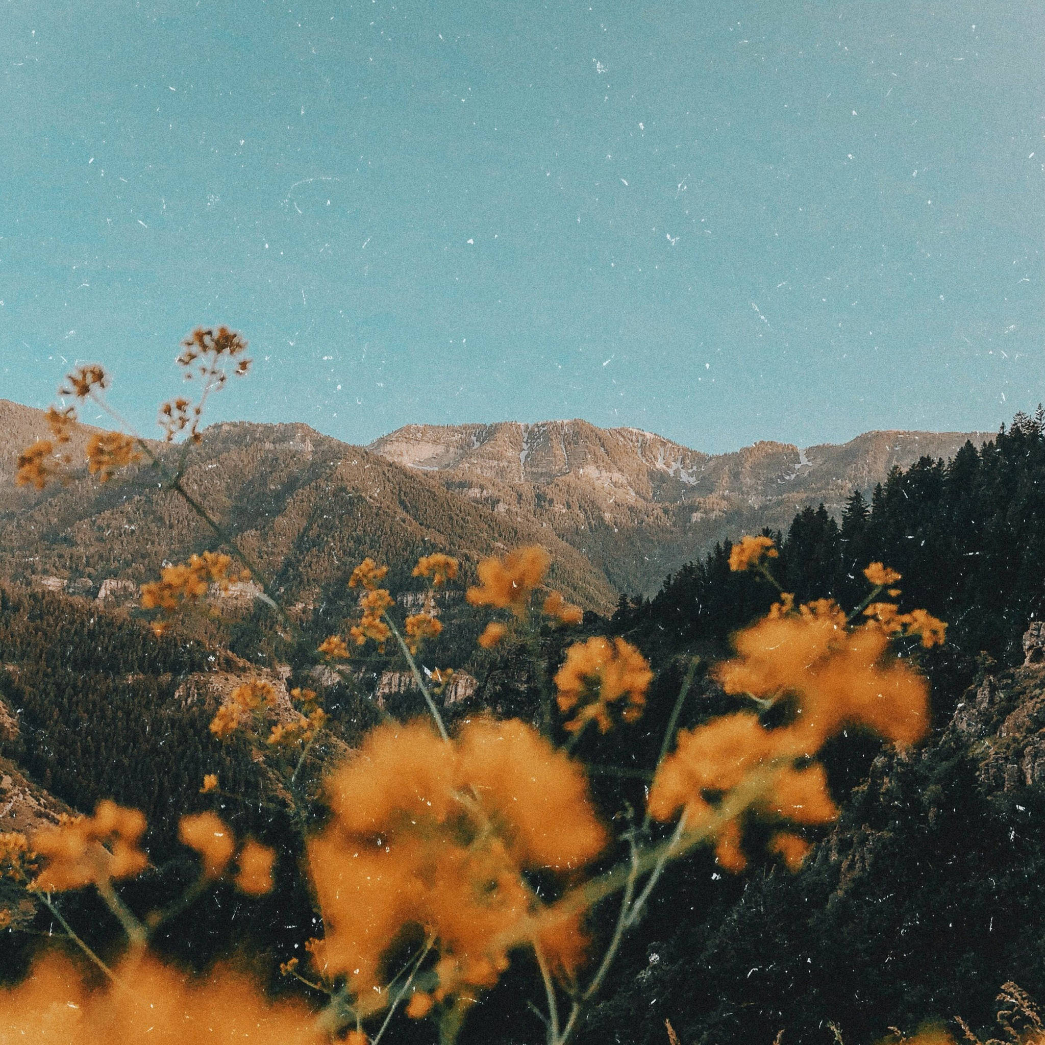 Aesthetic iPad, yellow flowers, rugged mountains, Full HD Desktop Wallpaper