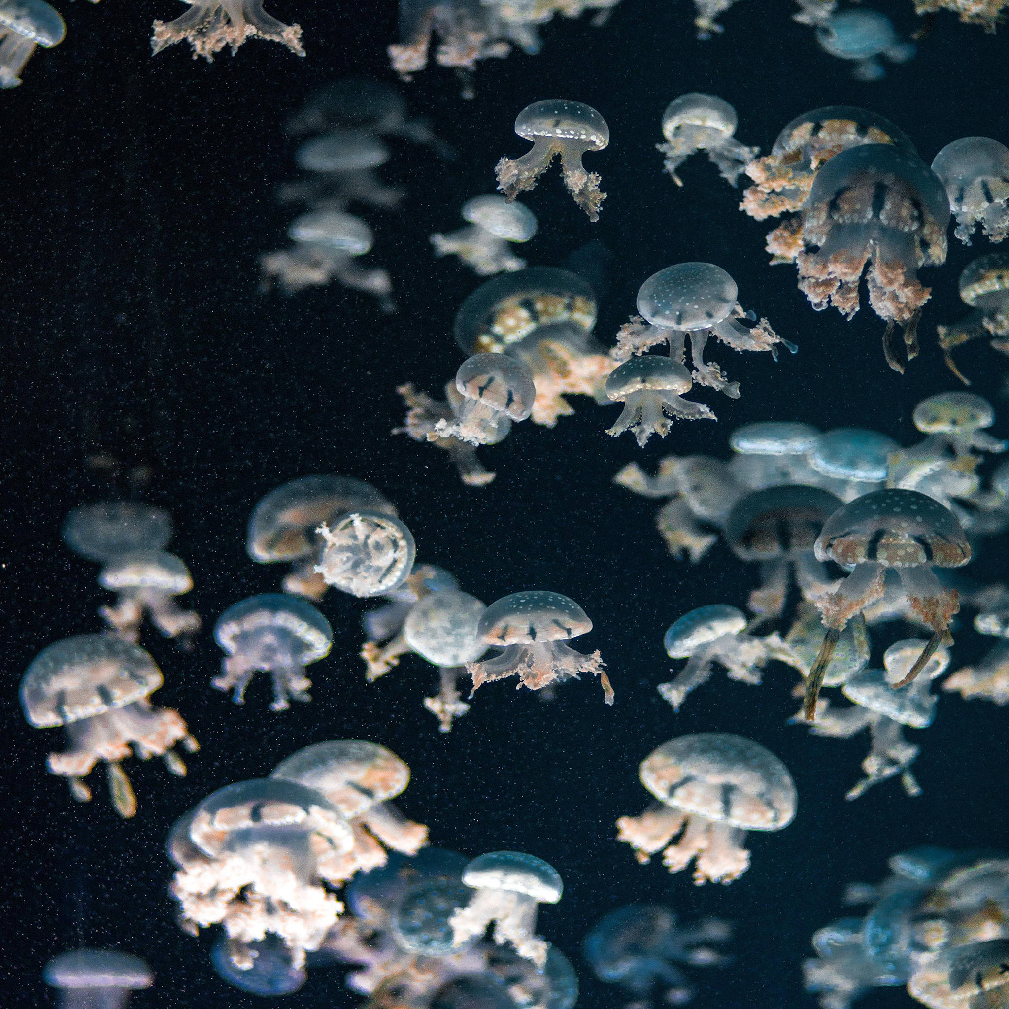 Aesthetic iPad, jellyfish, translucent, Full HD Desktop Wallpaper