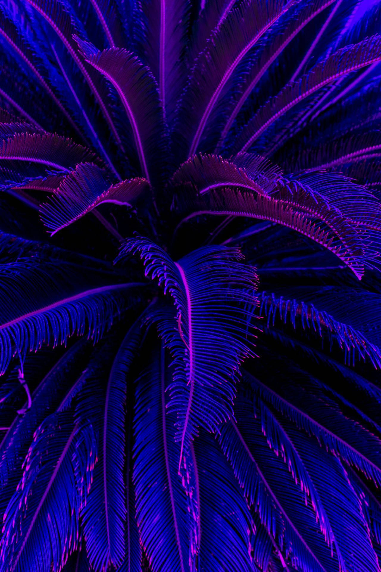 Purple Palm Tree Aesthetic iPhone 11, neon purple, blue lighting, HD Phone Wallpaper