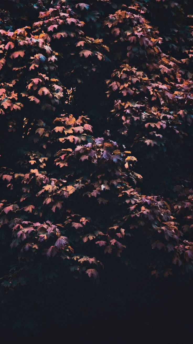 Maple Tree, autumn leaves, warm purples oranges and reds, HD Phone Wallpaper