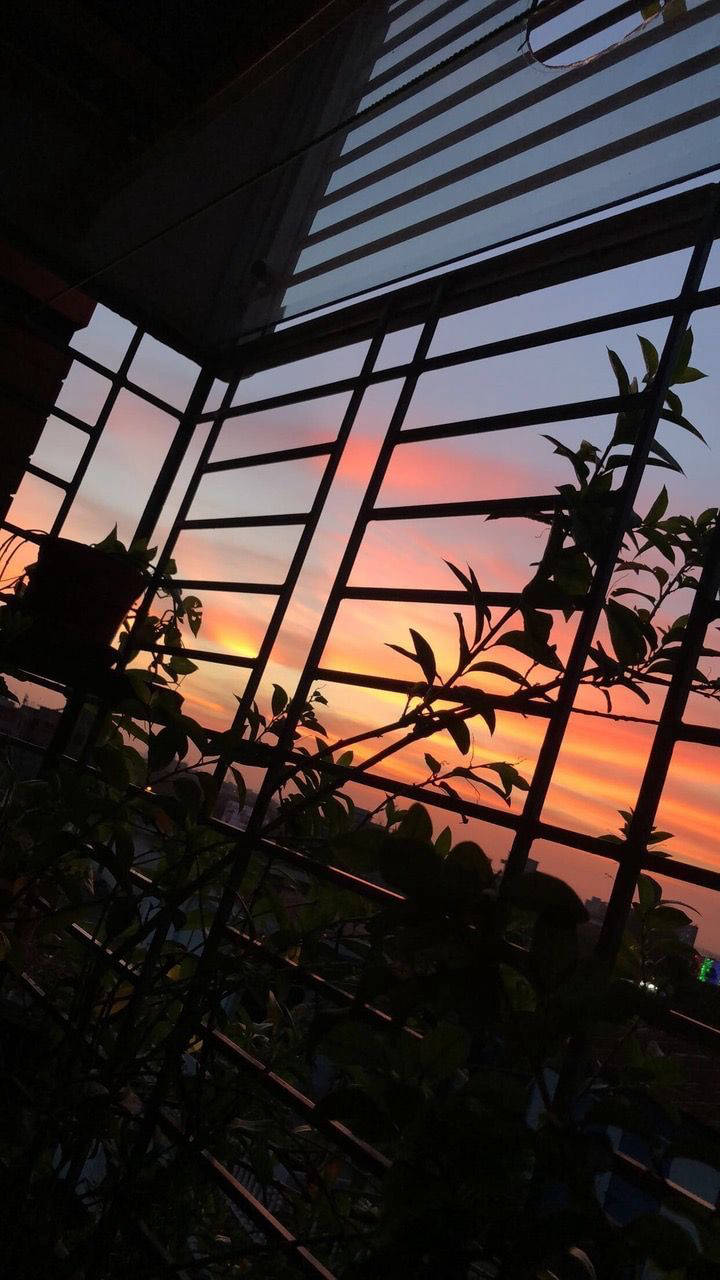 silhouette, plants, window bars, HD Phone Wallpaper
