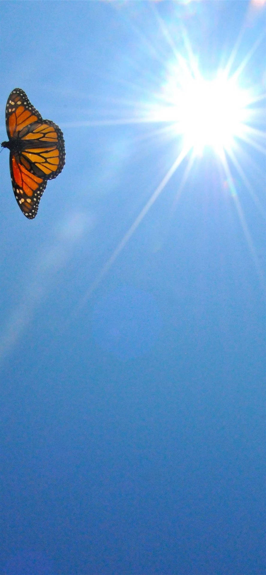 iPhone X, orange, monarch butterfly, Full HD Phone Wallpaper