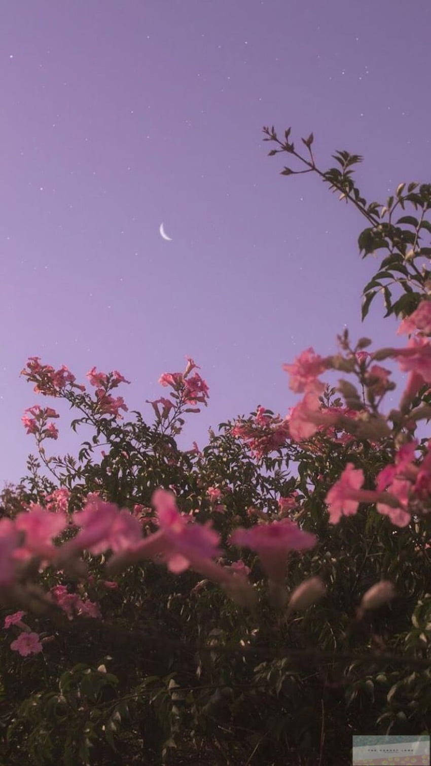 iPhone X, pink flower, starry purple sky, HD Phone Wallpaper