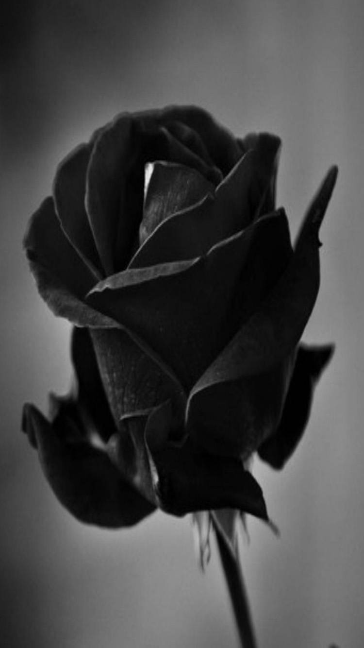 Black Rose iPhone, monochrome, dark rose, HD Phone Wallpaper