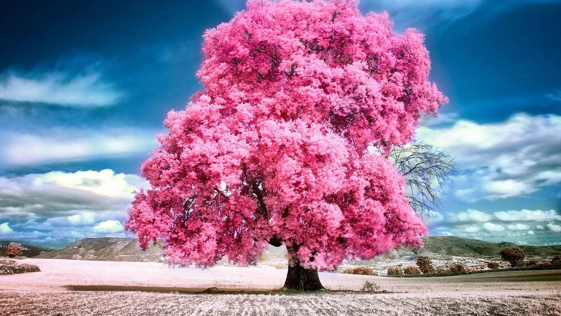 pink tree, vibrant pink blossoms, field, Full HD Desktop Wallpaper