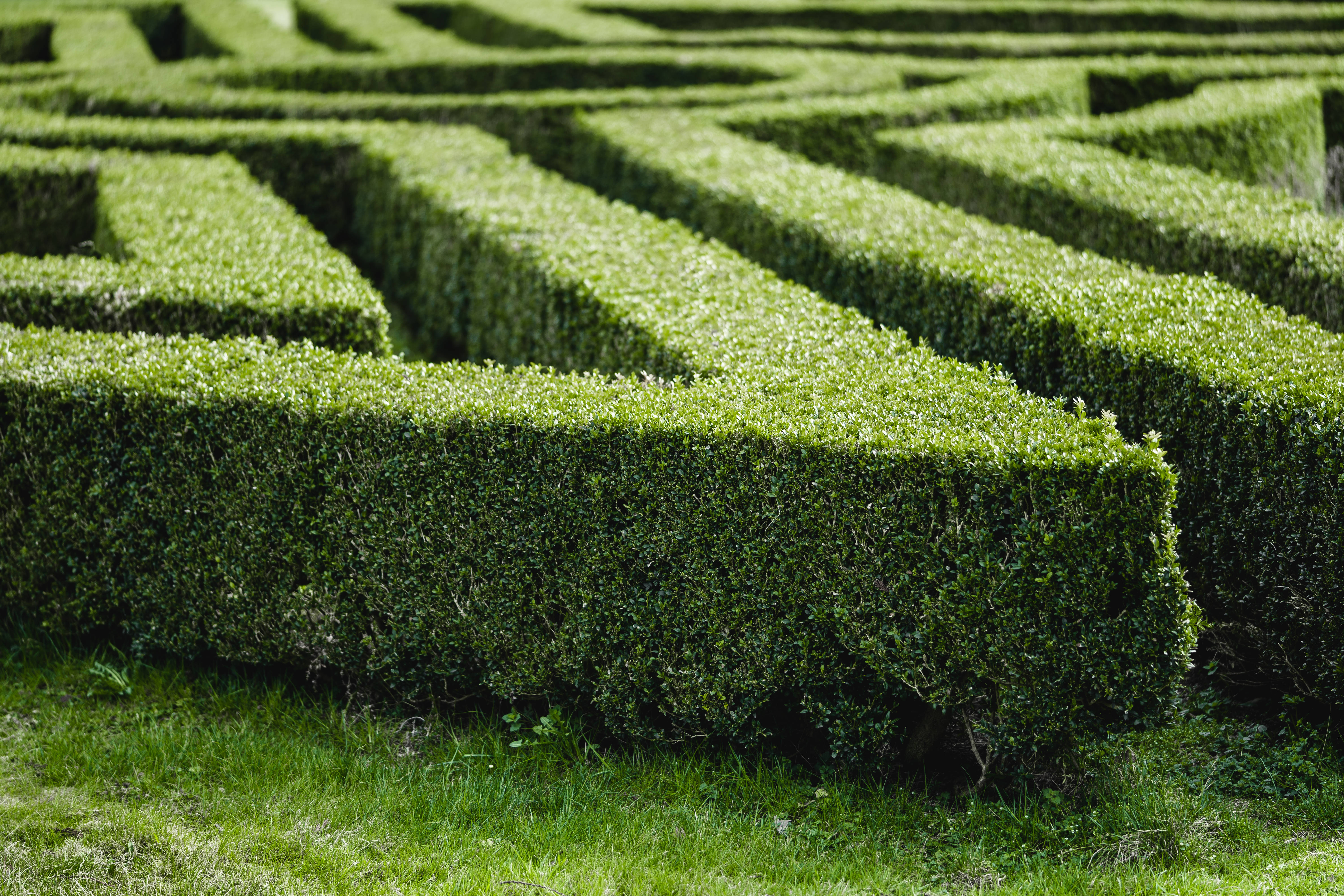 garden maze, green hedge maze, sharp geometric patterns, 5K Desktop Wallpaper