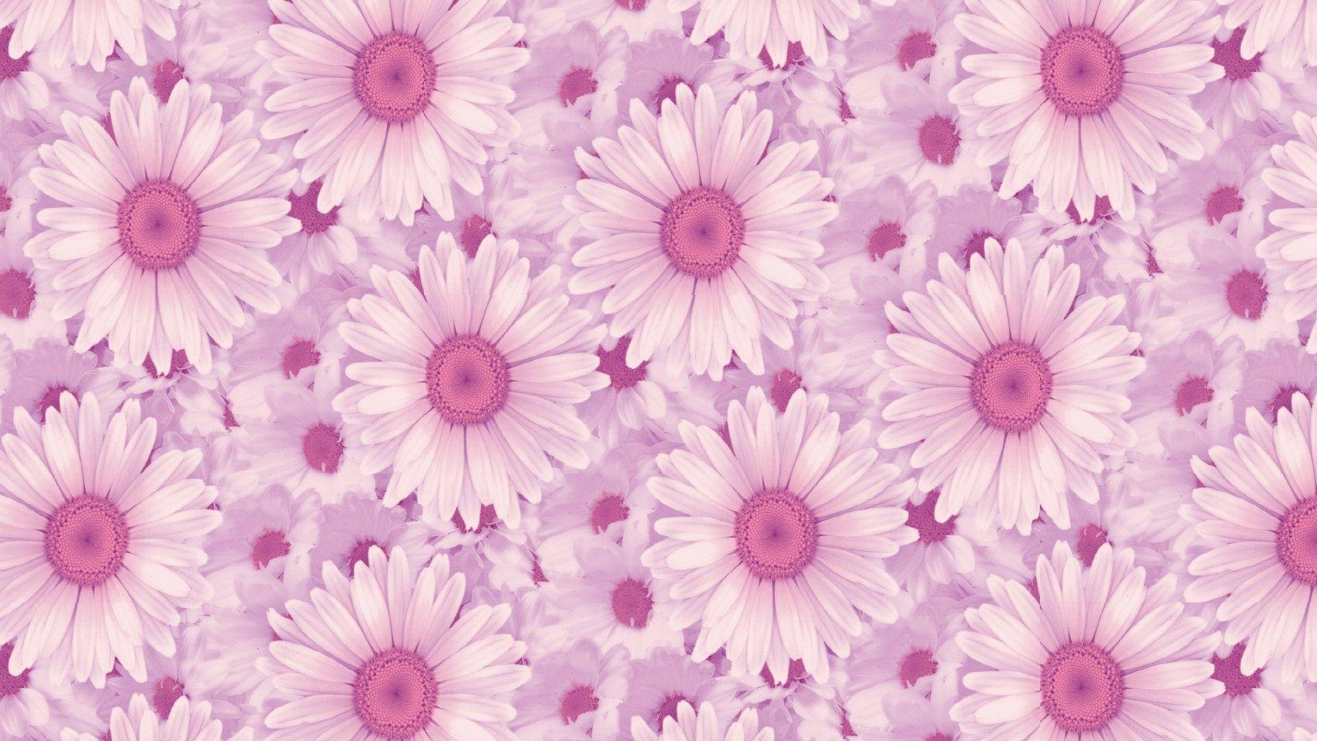 Aesthetic Daisies Laptop, pastel pink, daisy pattern, Full HD Desktop Wallpaper
