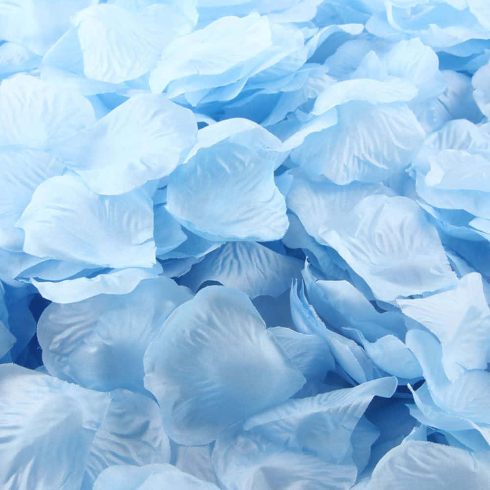 light blue, artificial rose petals, delicate folds, SD Desktop Wallpaper
