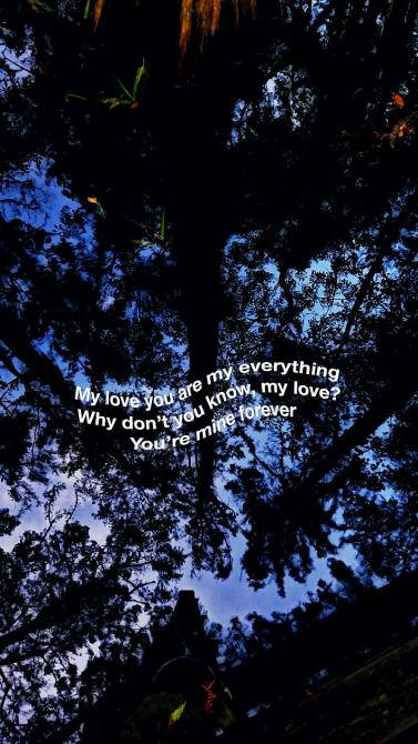 Aesthetic Love, tree leaves silhouette, deep blue twilight sky, SD Phone Wallpaper