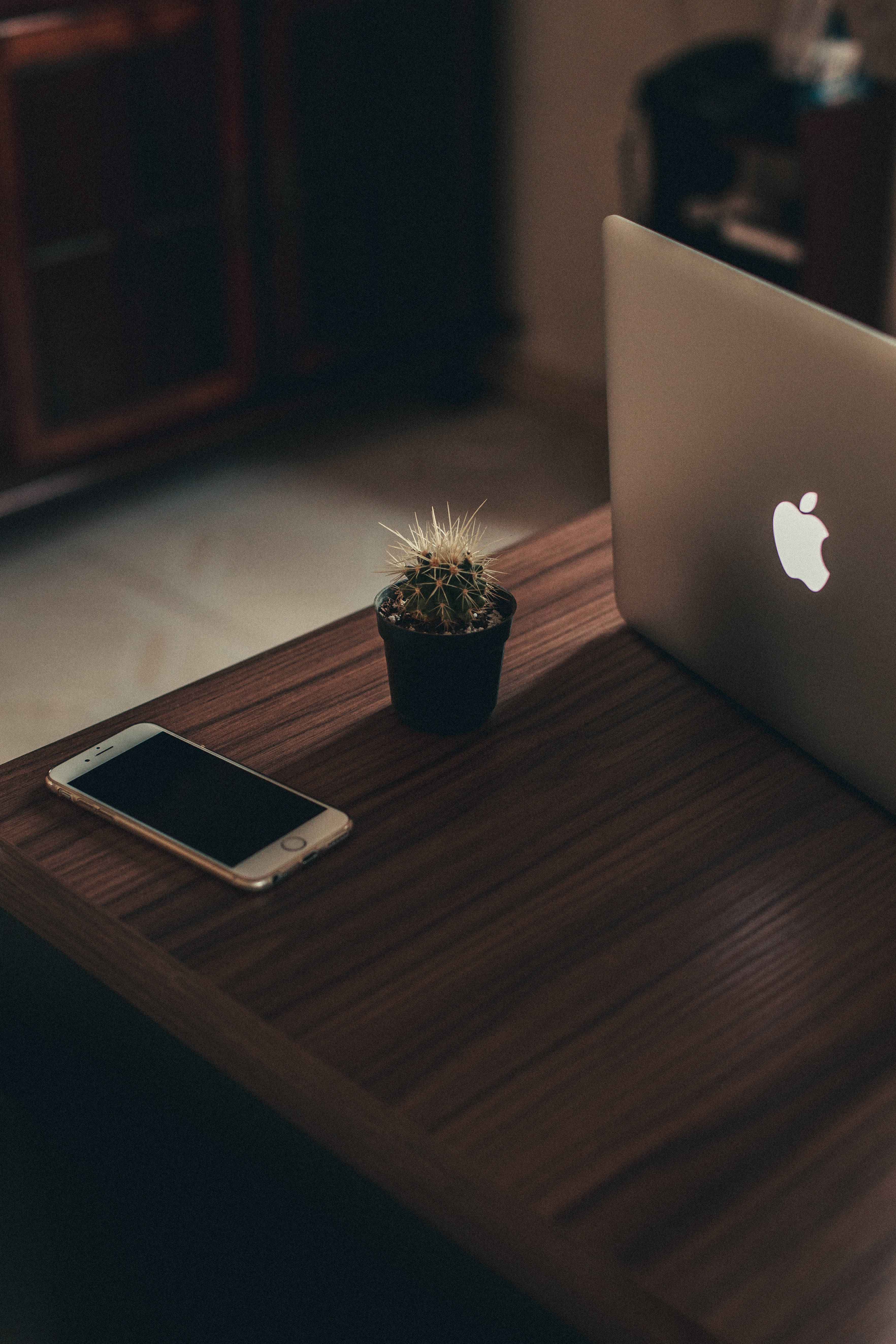 Mac, silver laptop, small potted cactus, 5K Phone Wallpaper