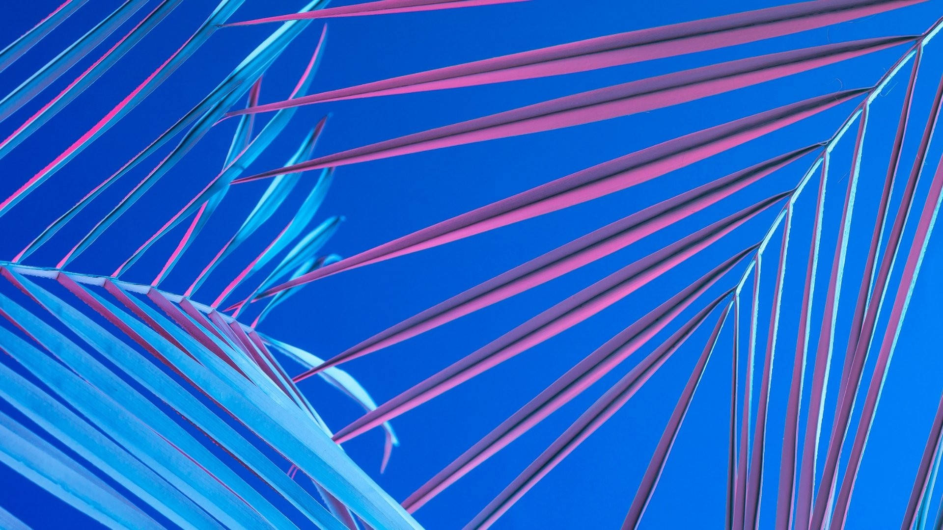 Tropical Leaf Aesthetic Mac, vibrant blue, pink palm fronds, Full HD Desktop Wallpaper