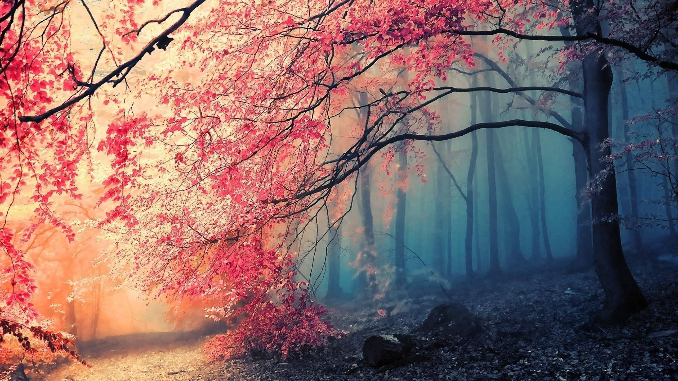 Vibrant pink leaves, cool blue mist, serene autumn forest, 2K Desktop Wallpaper