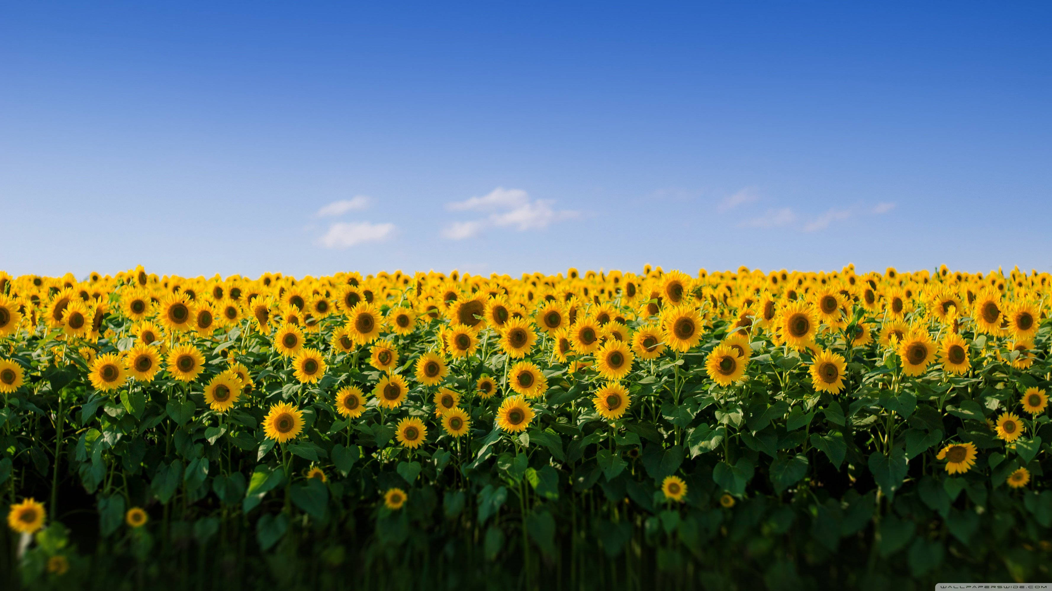 Aesthetic MacBook, sunflower field, bright yellow sunflowers, 2K Desktop Wallpaper
