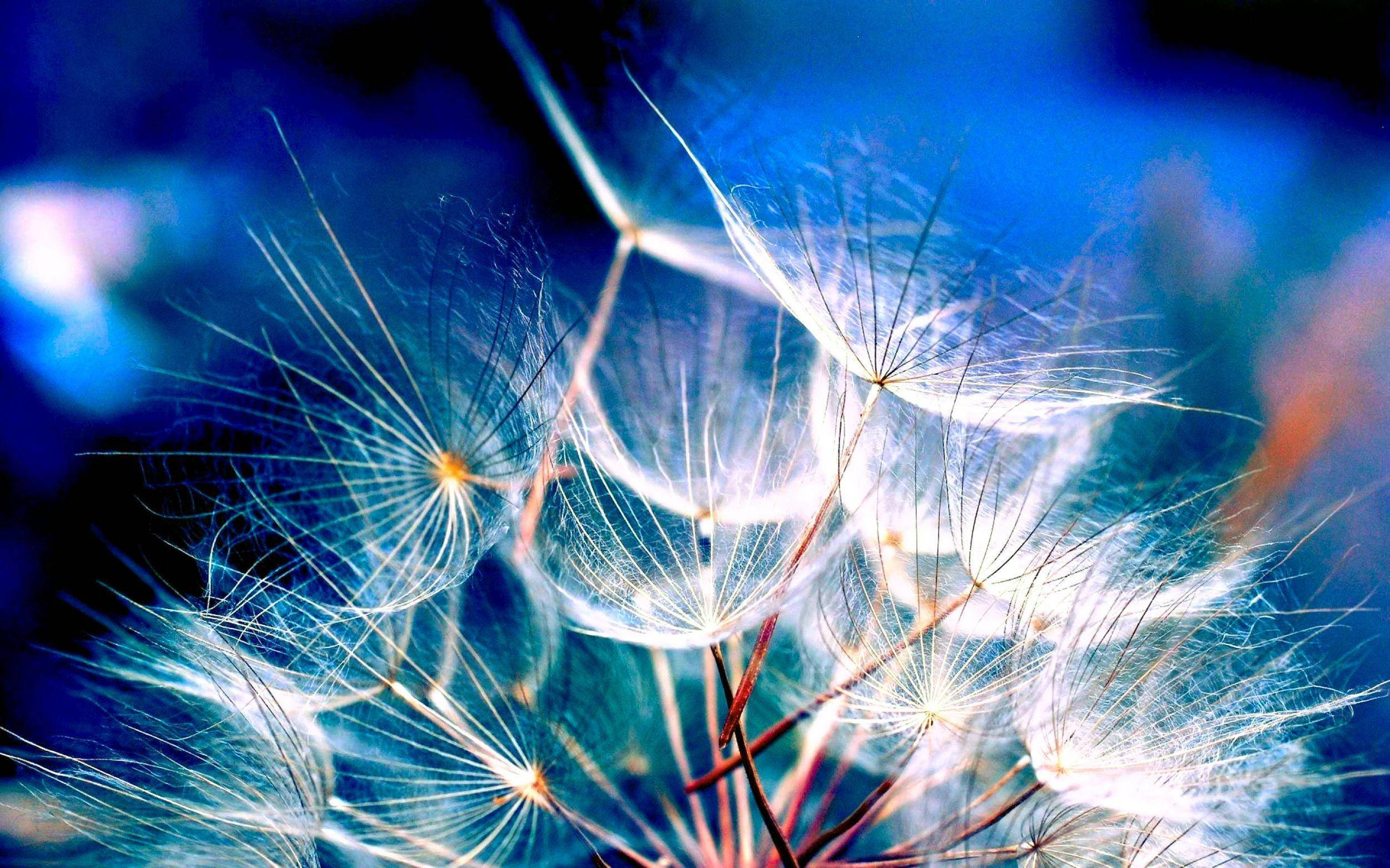 Aesthetic MacBook, white, dandelions, Full HD Desktop Wallpaper