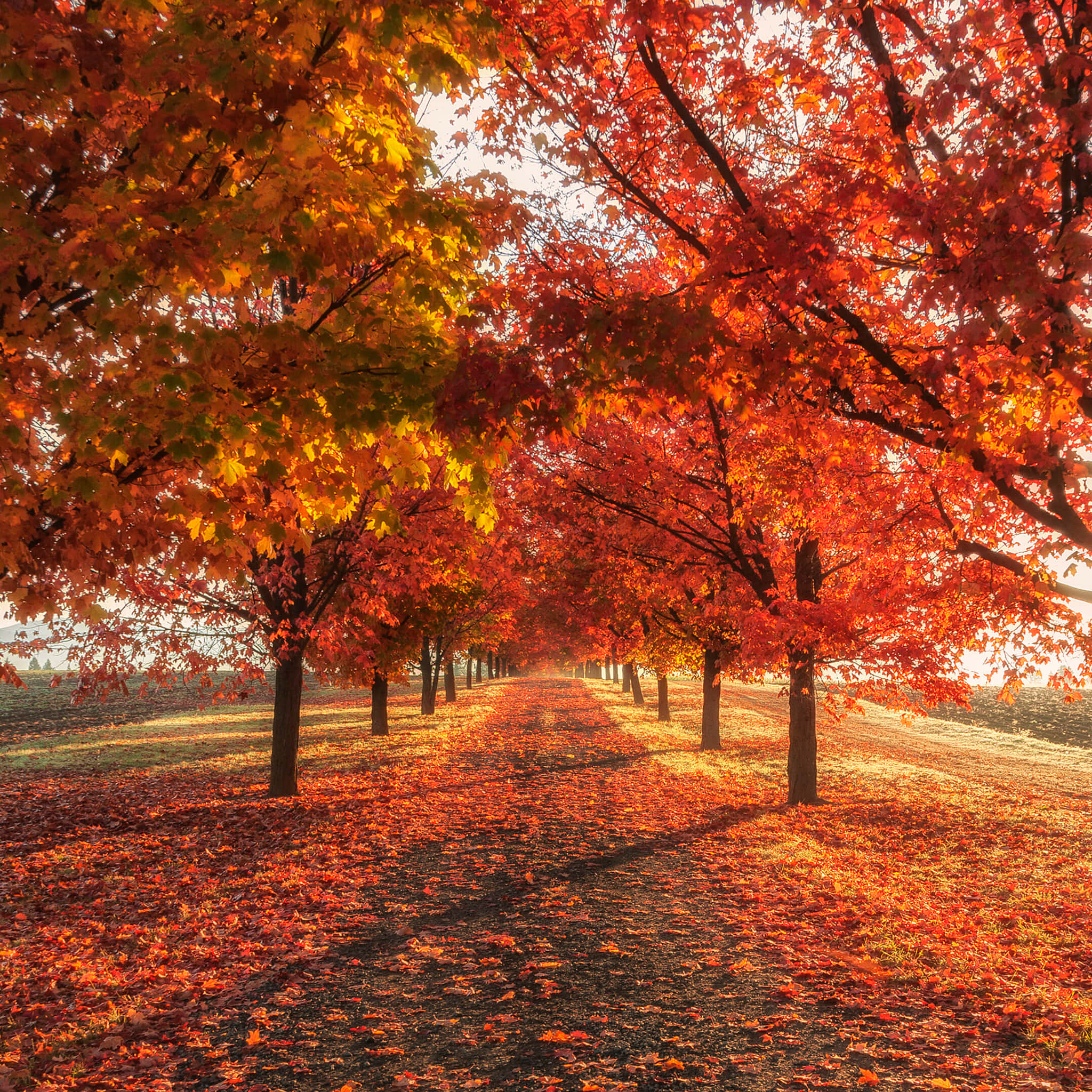 fall aesthetic macbook, Airy Autumn Aesthetic, fiery red and orange maple trees, Full HD Desktop Wallpaper