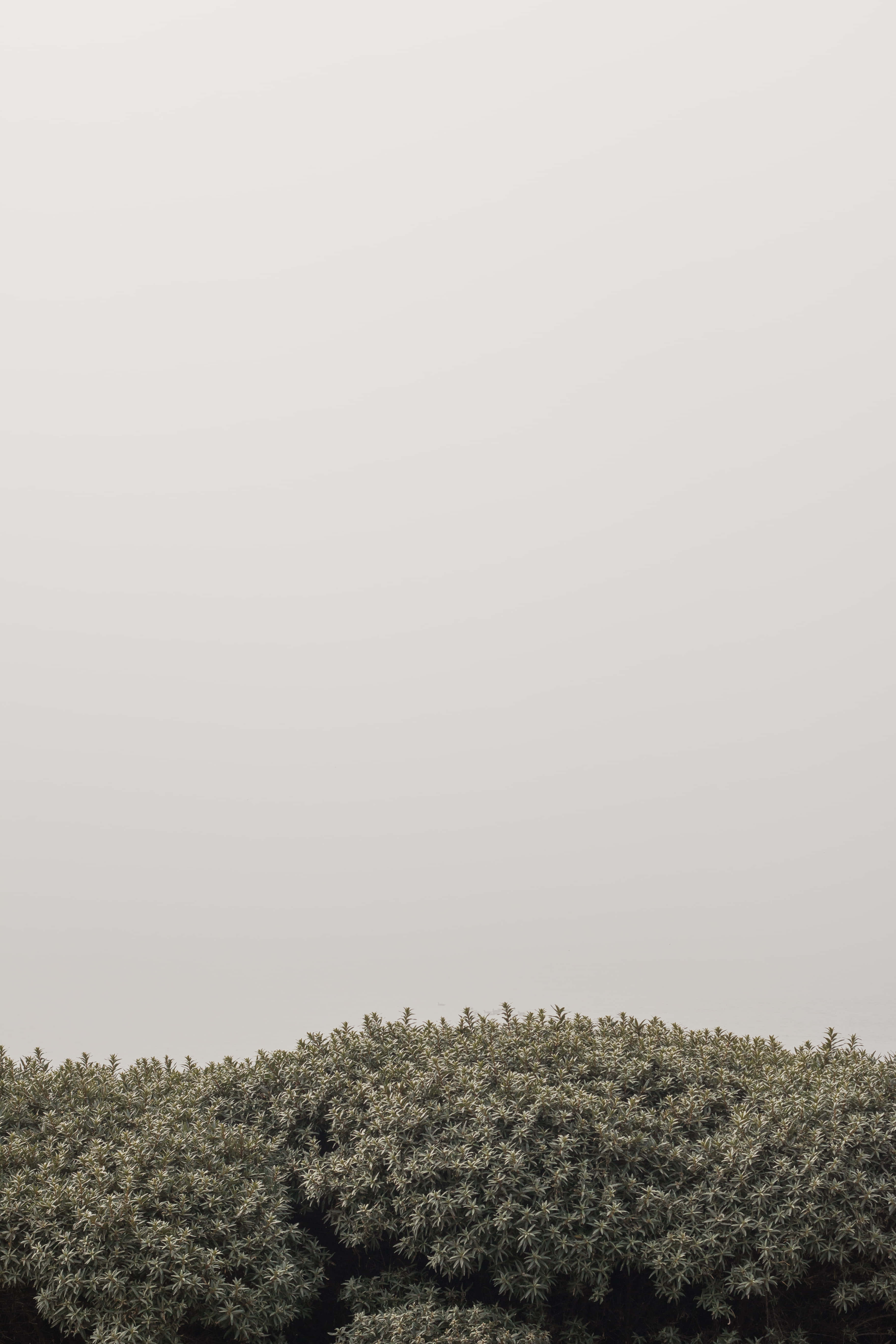 minimalist, misty landscape, silvery-green shrubbery, 5K Phone Wallpaper