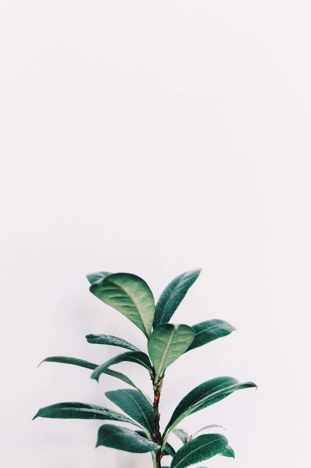 green leafy plant, stark white background, soft shadows, HD Phone Wallpaper