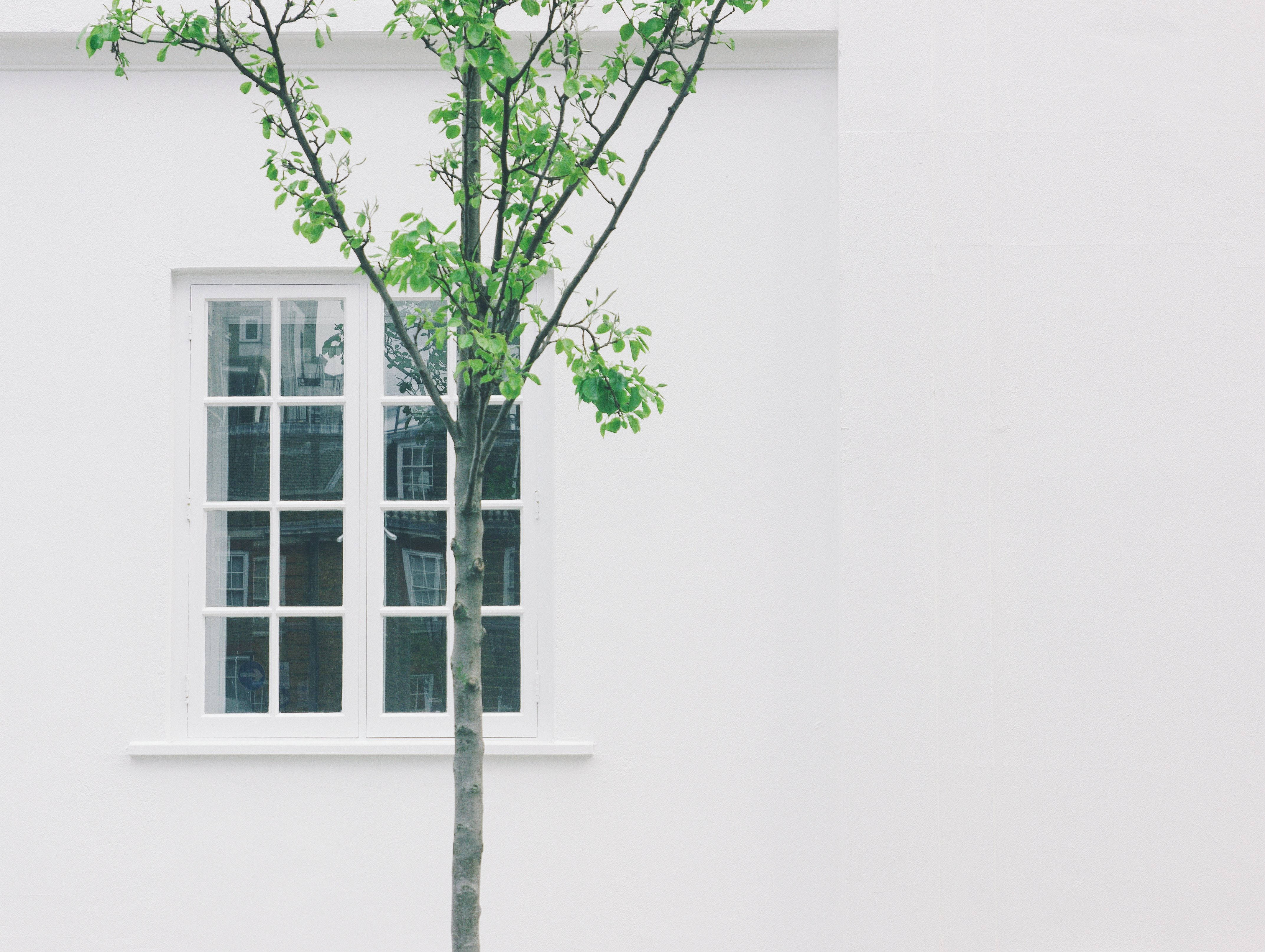 aesthetic minimalist house, slender young tree, fresh green leaves, 4K Desktop Wallpaper