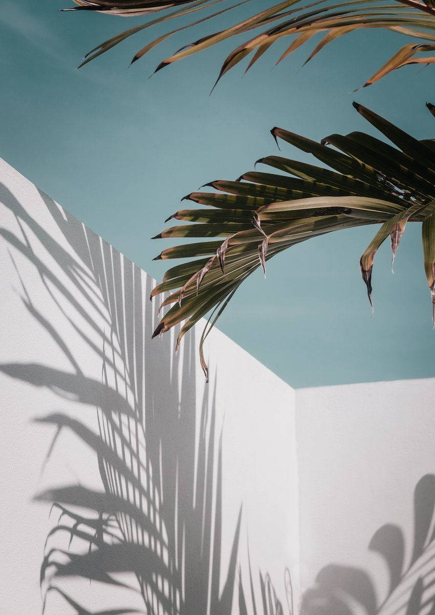 Aesthetic Minimalist, palm fronds, sharp shadows, SD Phone Wallpaper