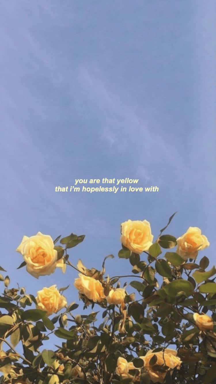yellow roses, clear blue sky, soft text overlay, HD Phone Wallpaper