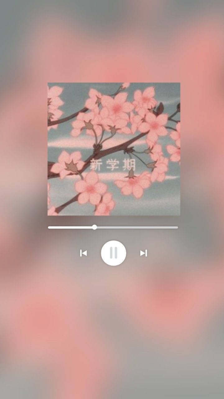 cherry blossoms, pink, dark branches, HD Phone Wallpaper