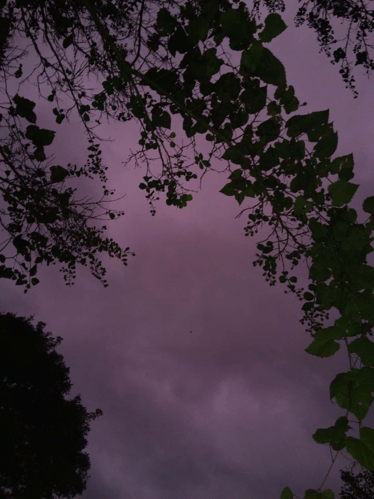 moody purple twilight sky, silhouetted tree branches, heavy with clouds, HD Phone Wallpaper