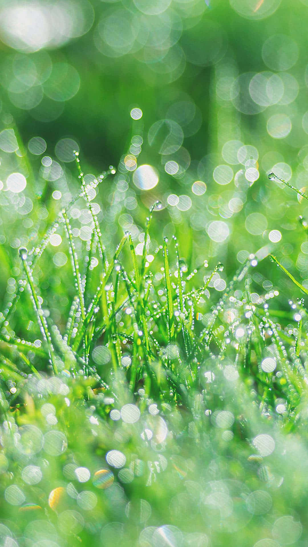 fresh green grass, dew drops, soft morning light, Full HD Phone Wallpaper