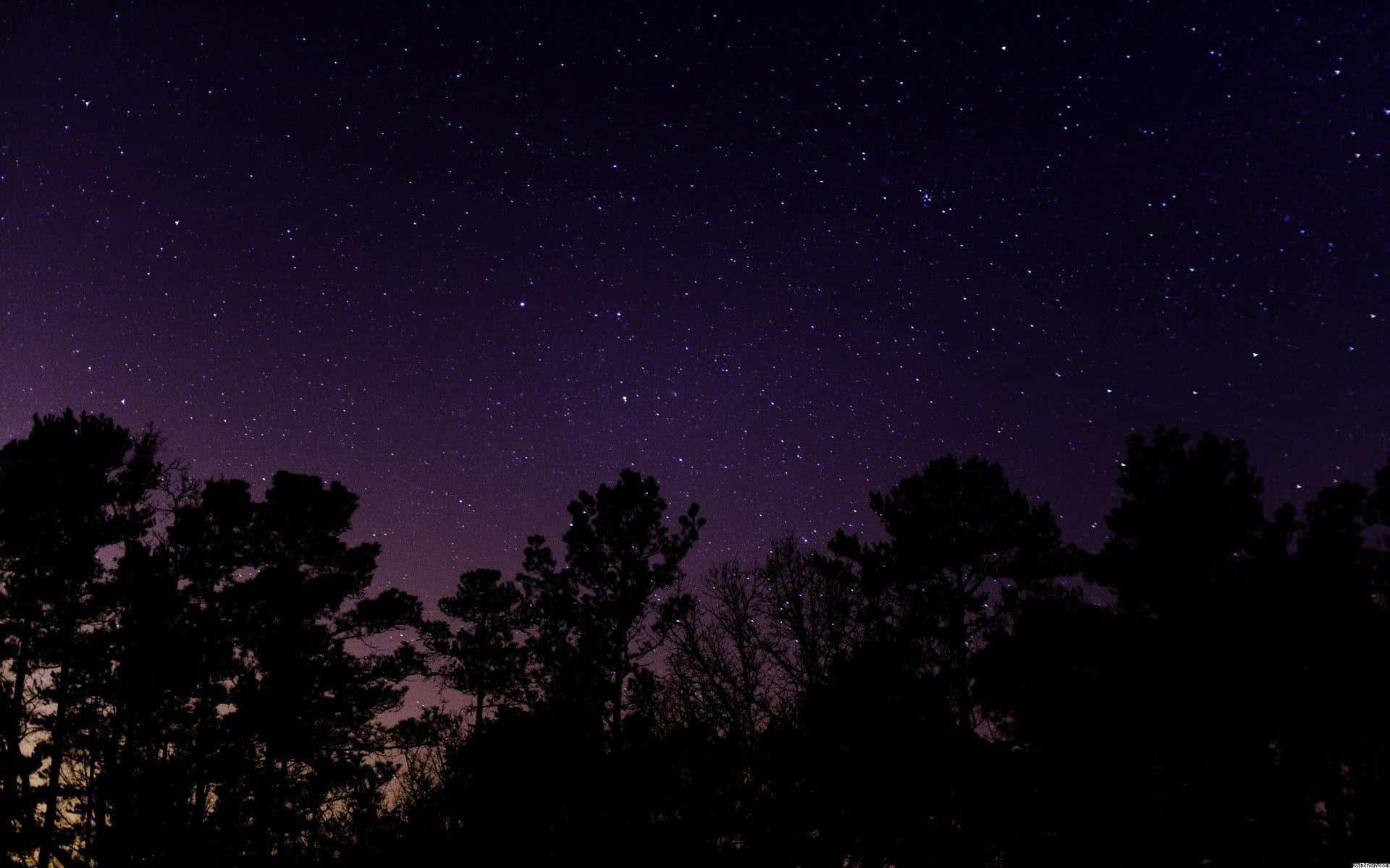 pine trees, starry night sky, deep purple, Full HD Desktop Wallpaper
