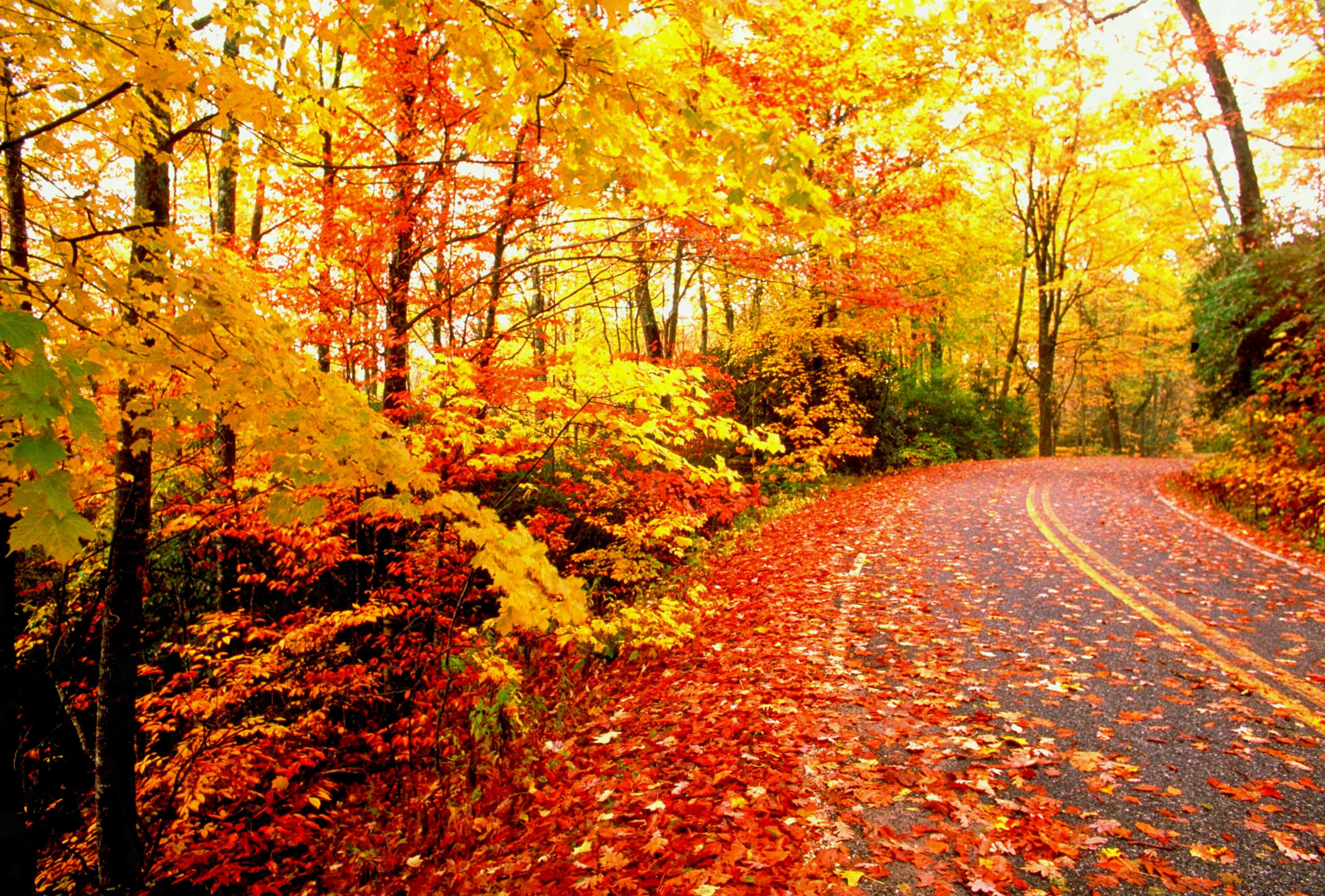 autumn leaves, dense forest, golden sunlight, 2K Desktop Wallpaper
