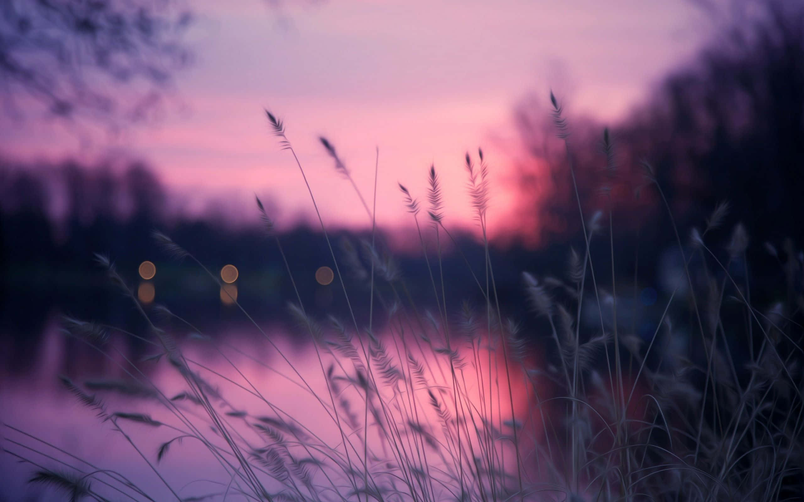 purple sunset, tall grass, calm water, 2K Desktop Wallpaper