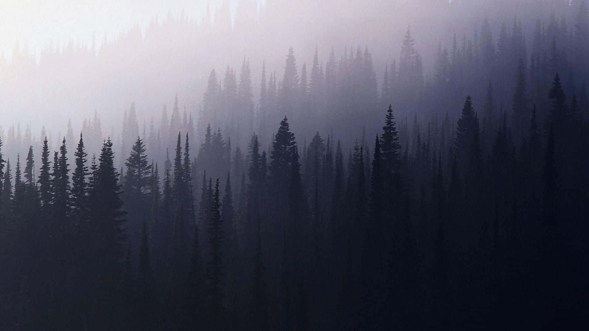 misty dawn, dense pine forest, cool purples, Full HD Desktop Wallpaper