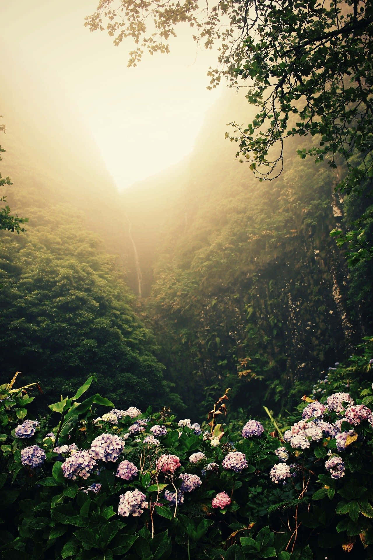 Sunlight, misty forest canopy, vibrant purple hydrangeas, Full HD Phone Wallpaper