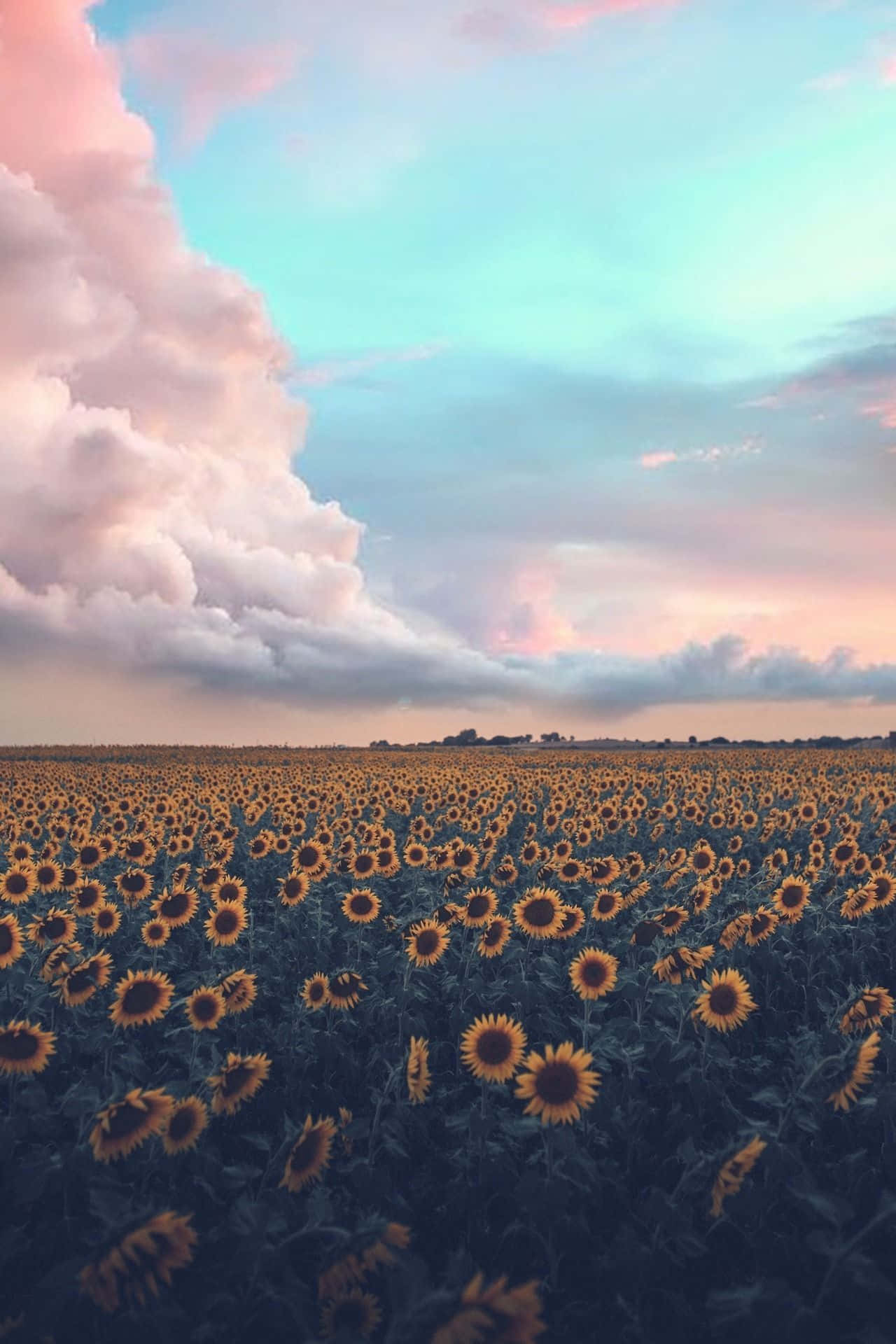 sunflower field, pastel sky, pink clouds, Full HD Phone Wallpaper