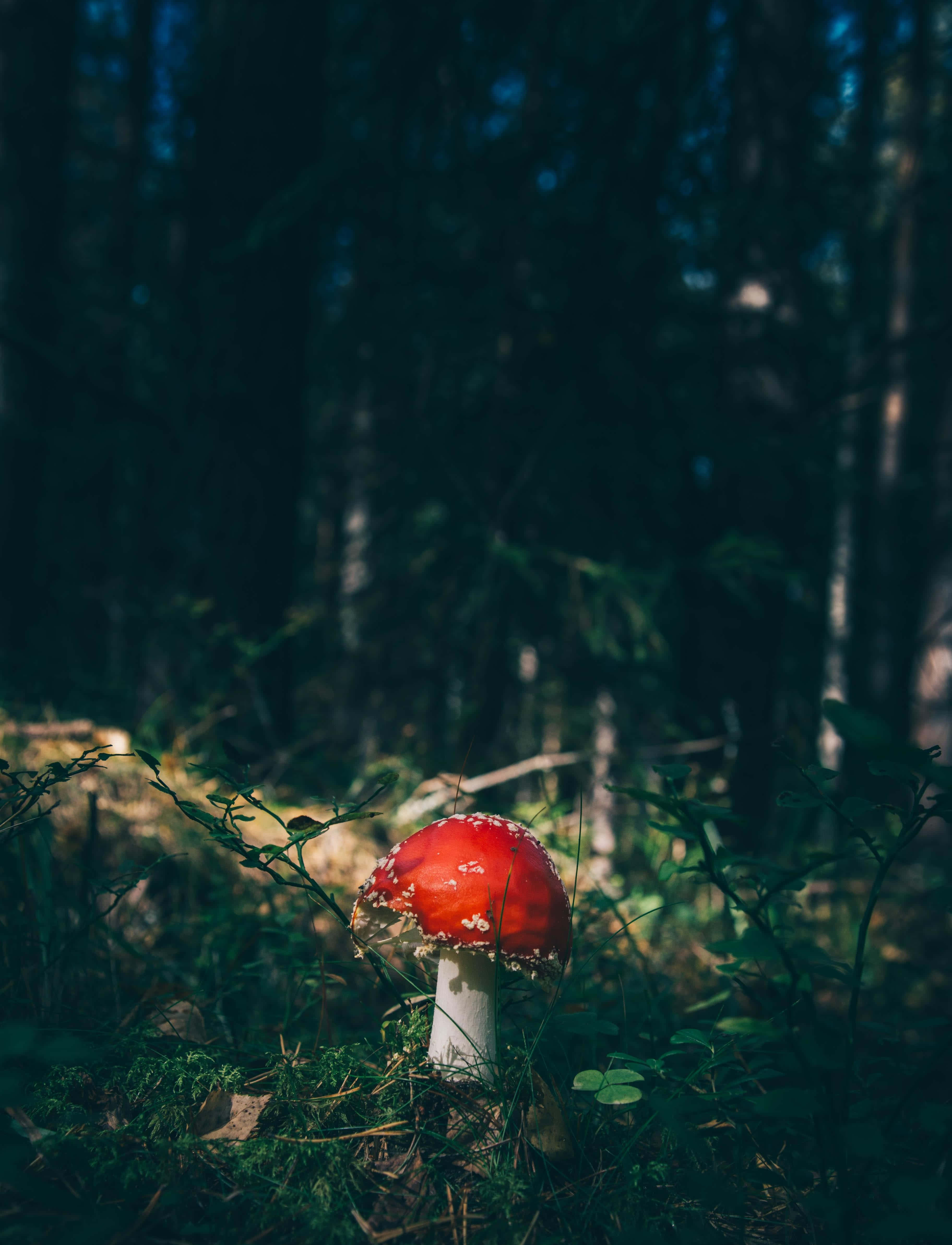Aesthetic Nature Tumblr, red fly agaric mushroom, white spots, 4K Phone Wallpaper