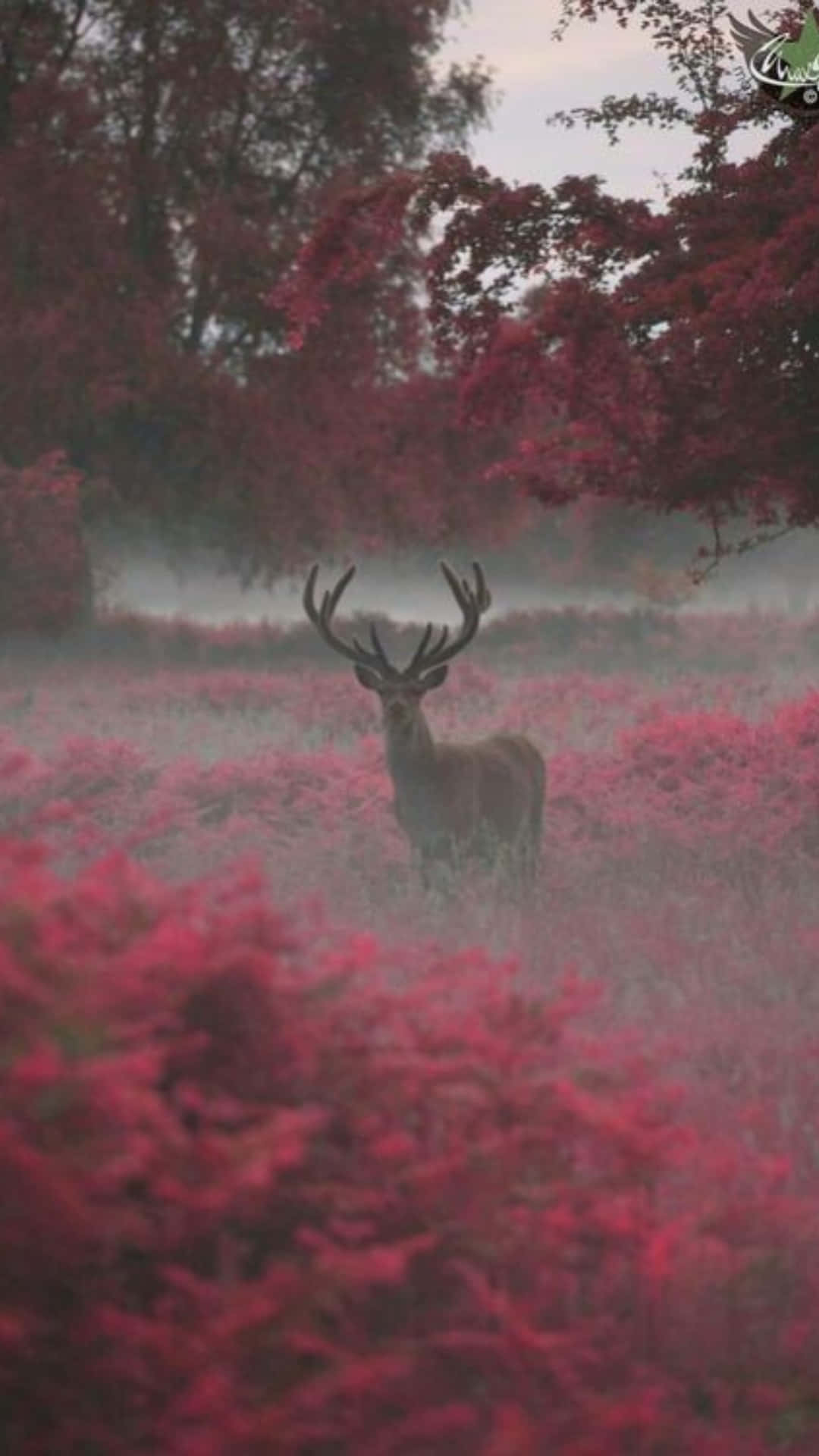 Aesthetic Nature Tumblr, majestic deer, large antlers, Full HD Phone Wallpaper