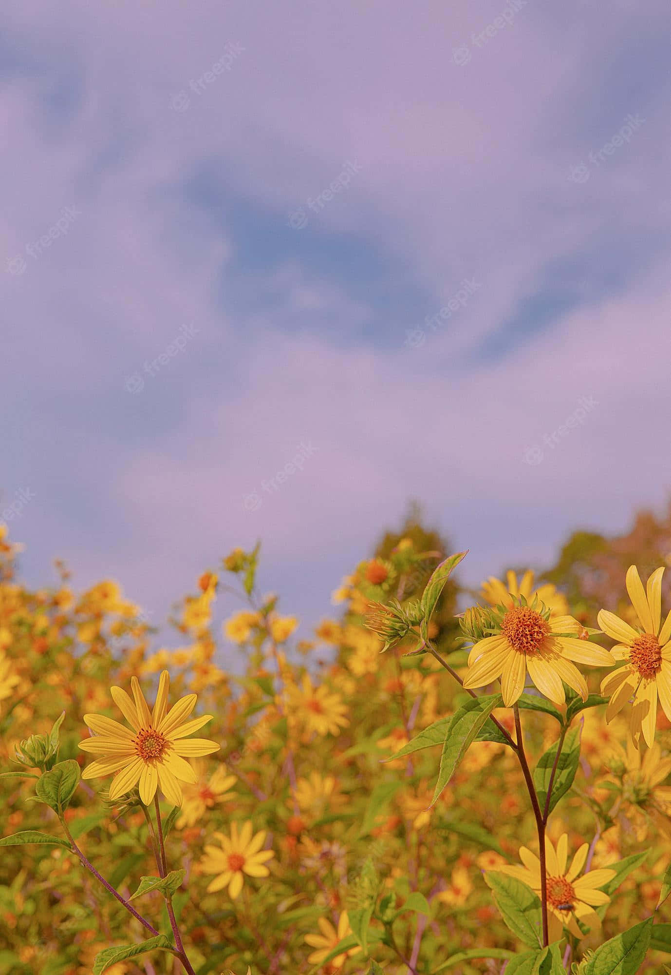 vibrant yellow flowers, field, soft purple and blue sky, Full HD Phone Wallpaper