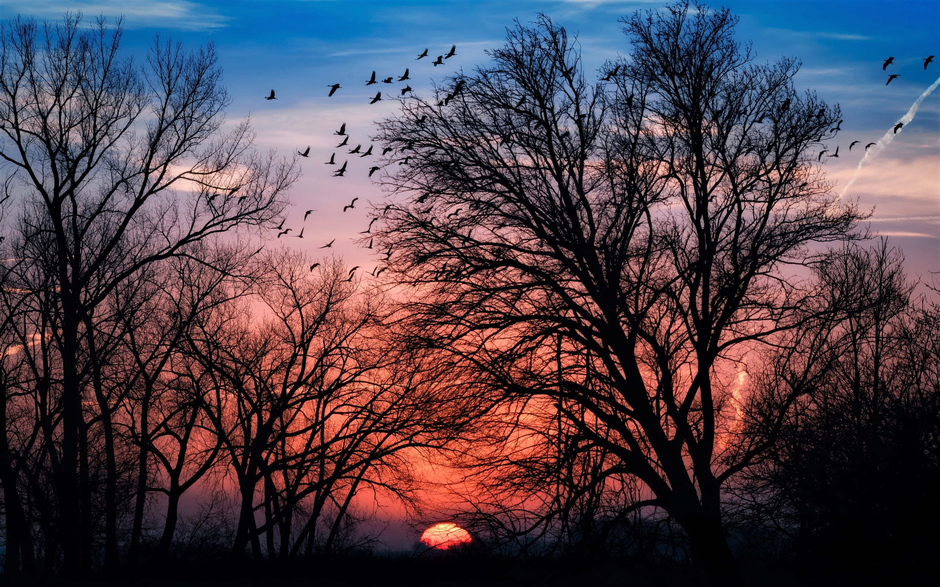 vibrant orange and blue sunset sky, silhouetted bare trees, flock of birds, 4K Desktop Wallpaper