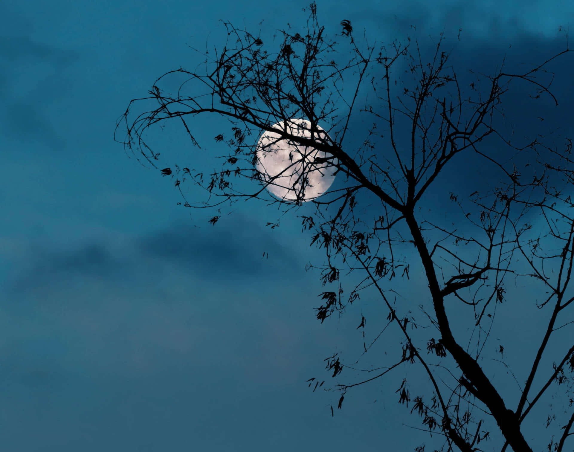 Aesthetic Night Sky, full moon, bare tree, Full HD Desktop Wallpaper