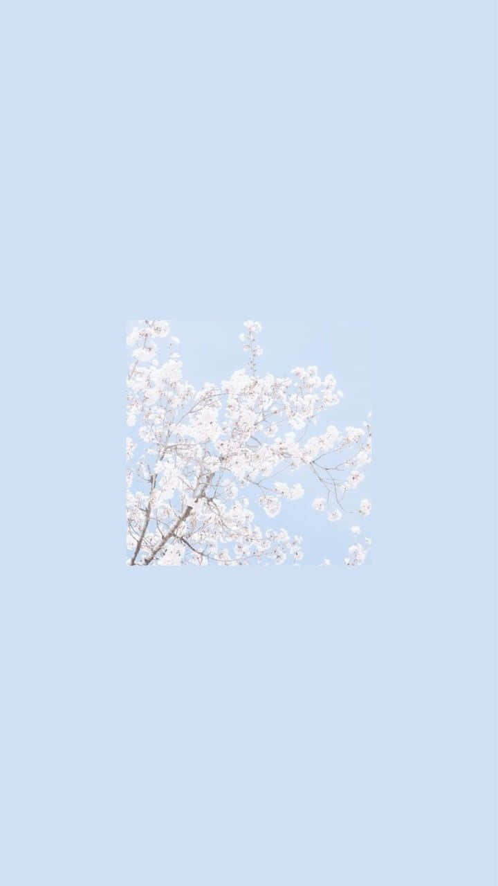 white cherry blossoms, soft pastel blue sky, minimalist composition, HD Phone Wallpaper