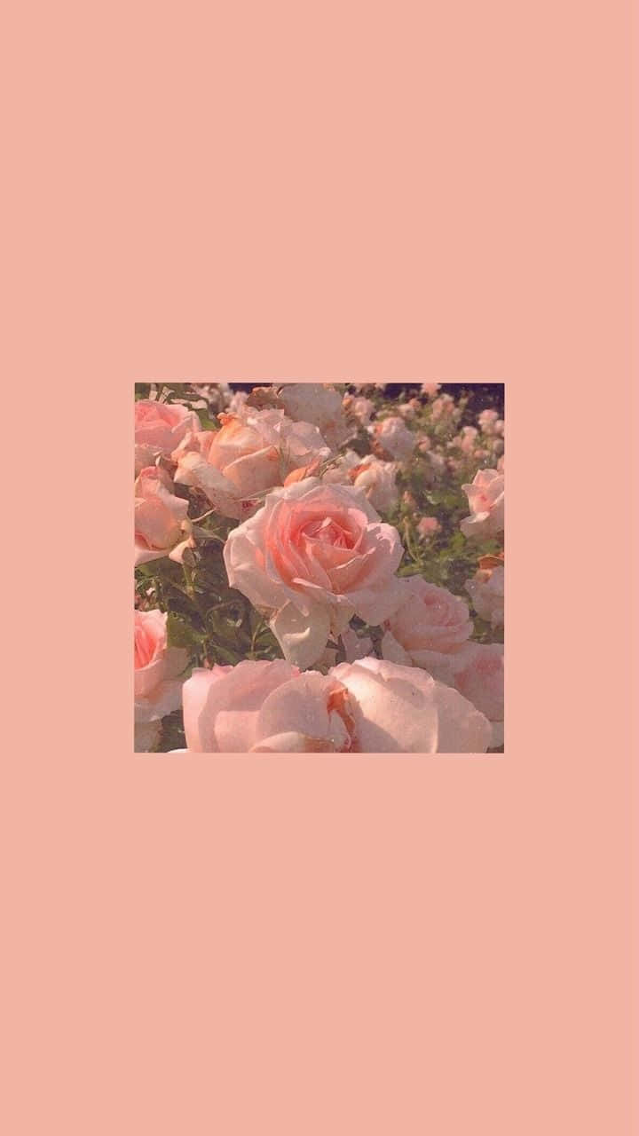 Aesthetic Roses One Color, soft pink roses, warm peach background, HD Phone Wallpaper