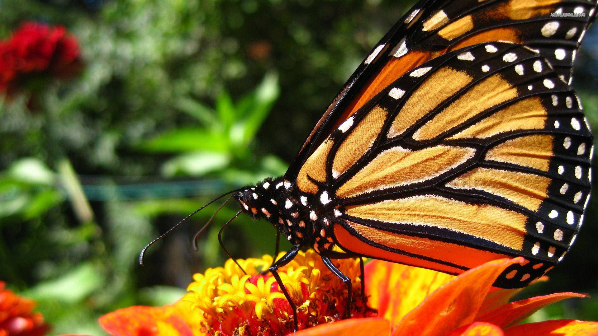 monarch butterfly, orange black and white wings, vibrant yellow orange flower, Full HD Desktop Wallpaper