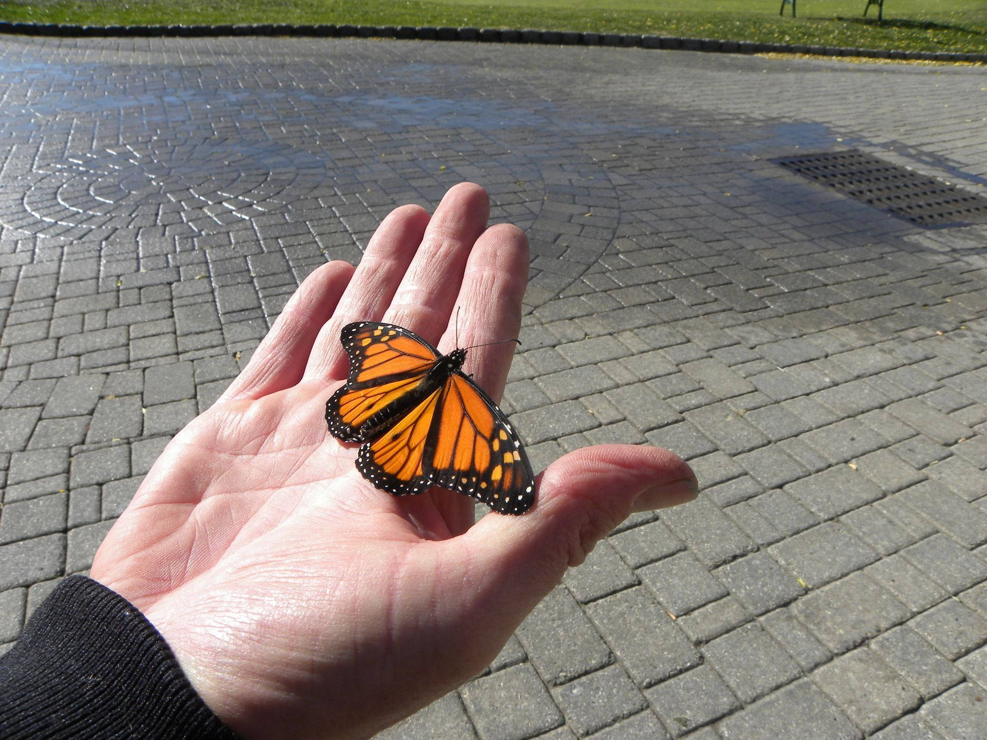 Aesthetic Orange Butterfly, monarch butterfly, outstretched hand, Full HD Desktop Wallpaper