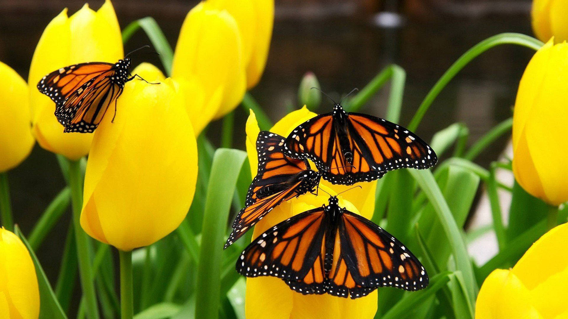 monarch butterflies, orange wings, black veins, Full HD Desktop Wallpaper