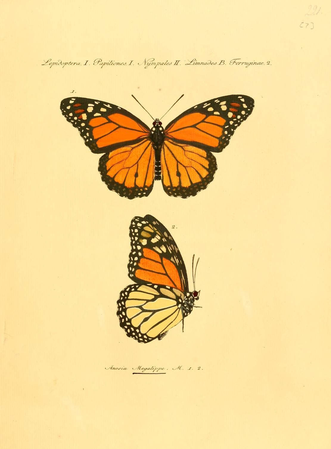 monarch butterflies, vintage scientific style, orange black and cream wings, HD Phone Wallpaper
